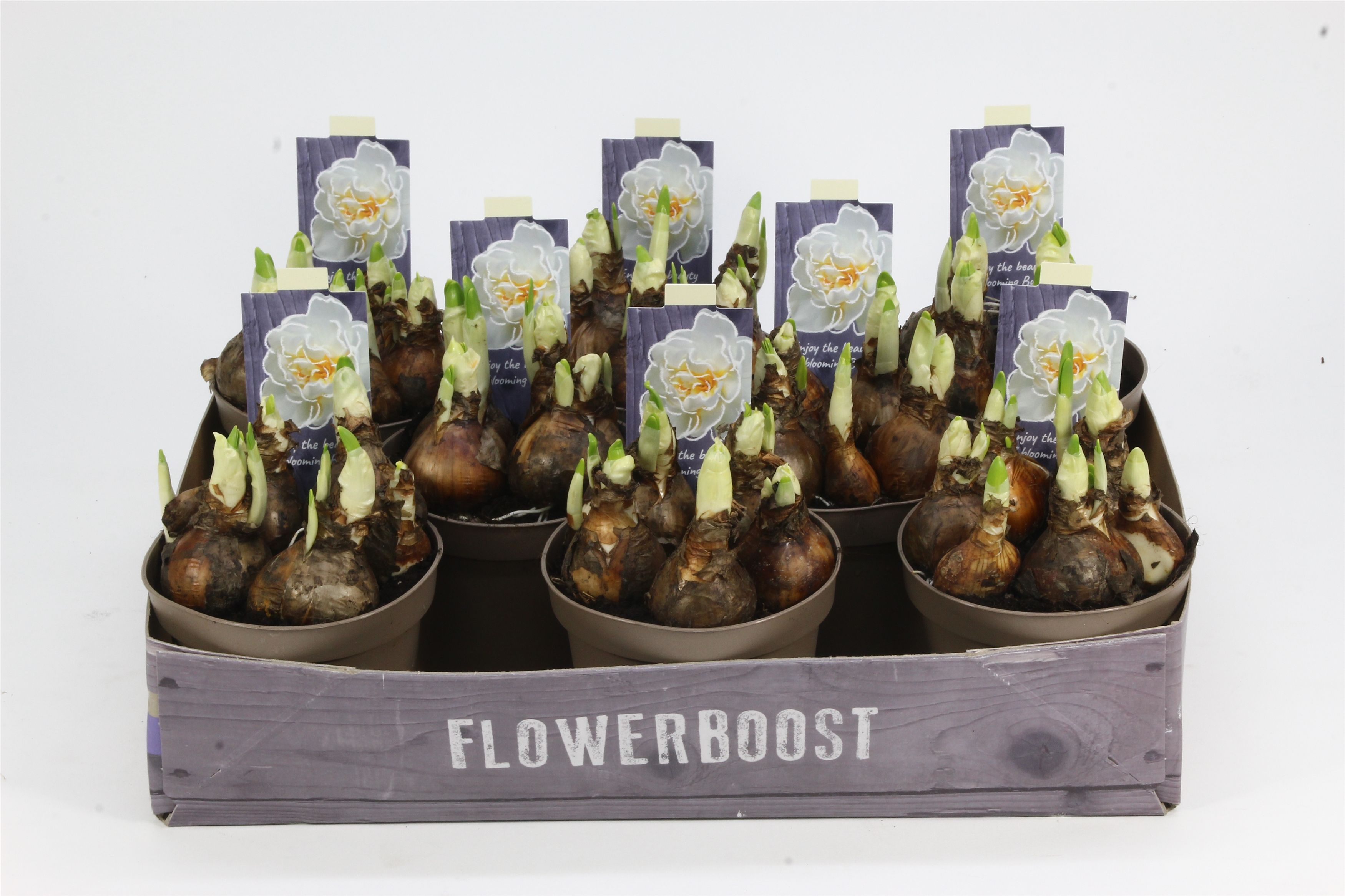 NARCIS BRIDAL CROWN 12, D 12