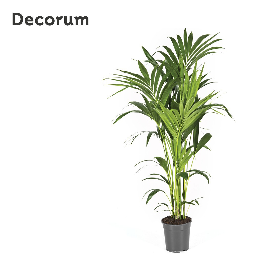 Howea forsteriana 130cm (Kentia) Decorum, D 21