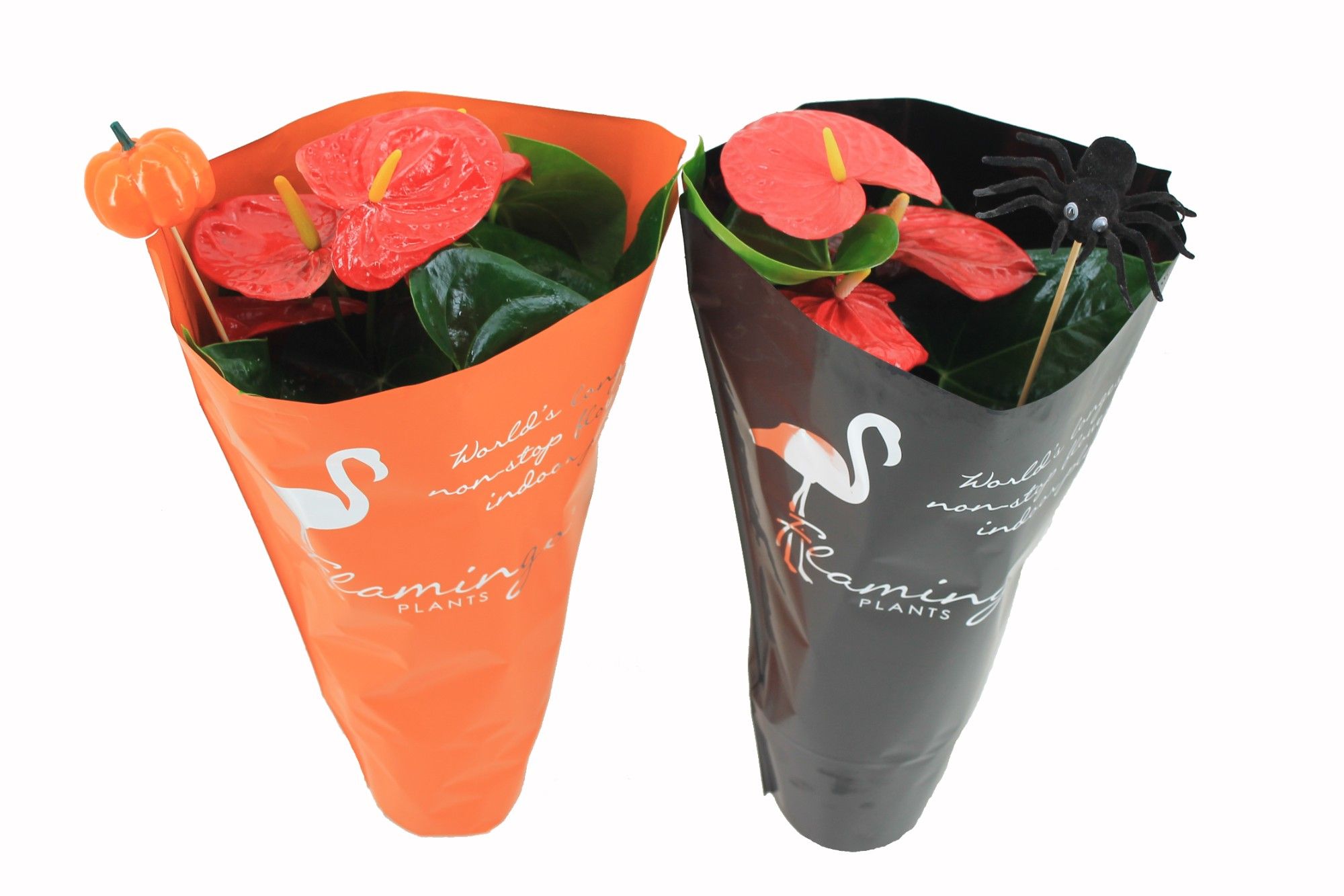 Anthurium XL.88 Aloha Red met oranje en zwarte hoes met halloween bijstekers, D 14
