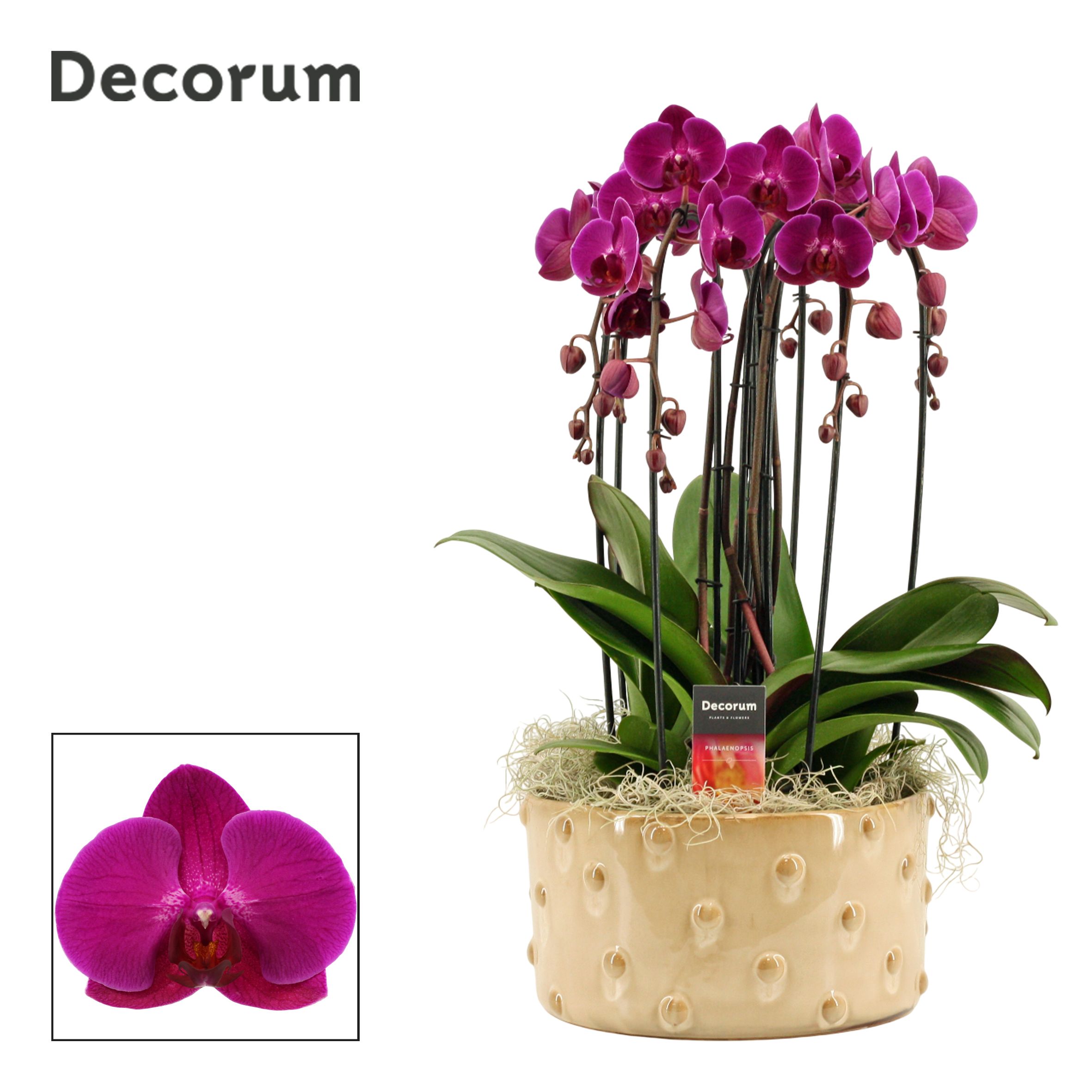 Belle cascade 6 tak symphony purple (Deco-collection), D 27
