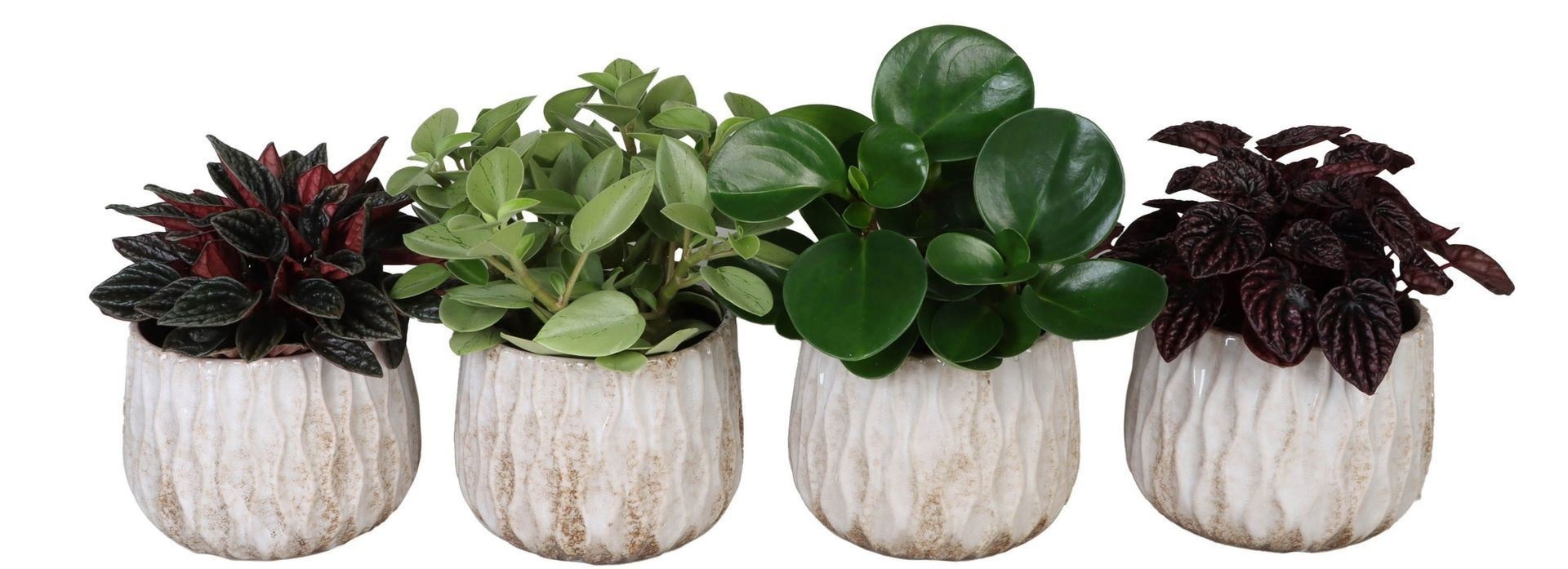 L 67299 with Peperomia Mix 12 cm, D 12