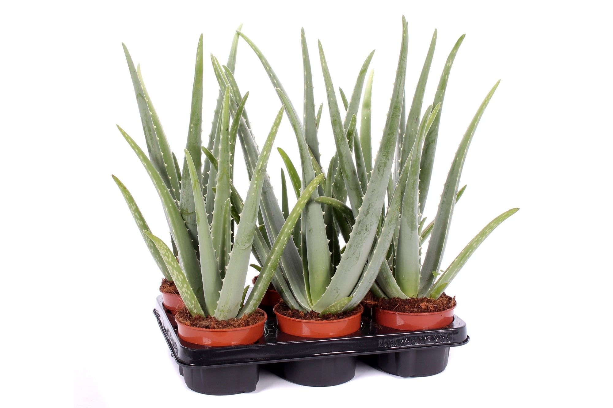 Aloe vera 12 cm, D 12