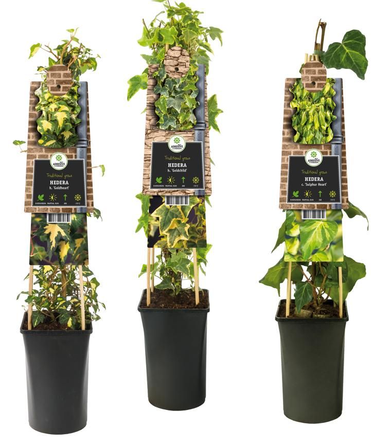 Mixtray Hedera multicolored varieties +3.0 label, D 17