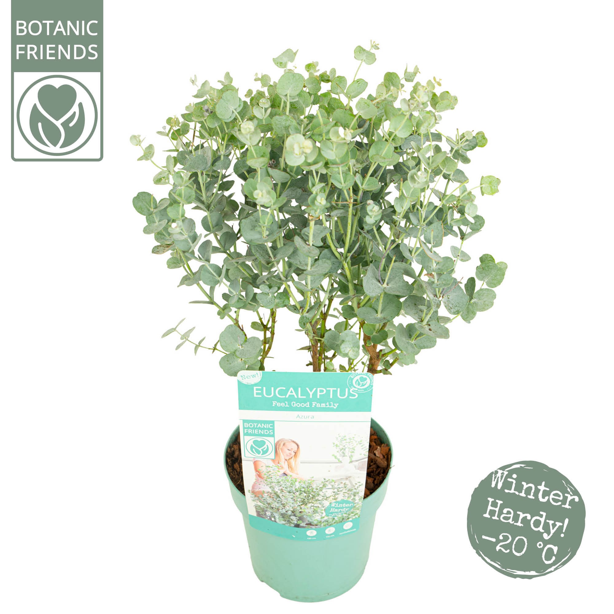 Eucalyptus gunnii 'Azura'®, D 15