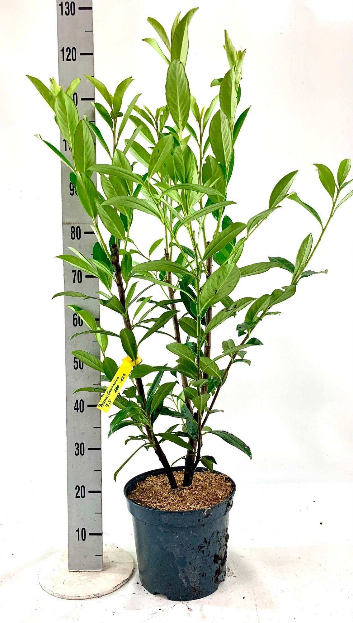 Prunus laur. 'Caucasica 100-125 cm, D 26