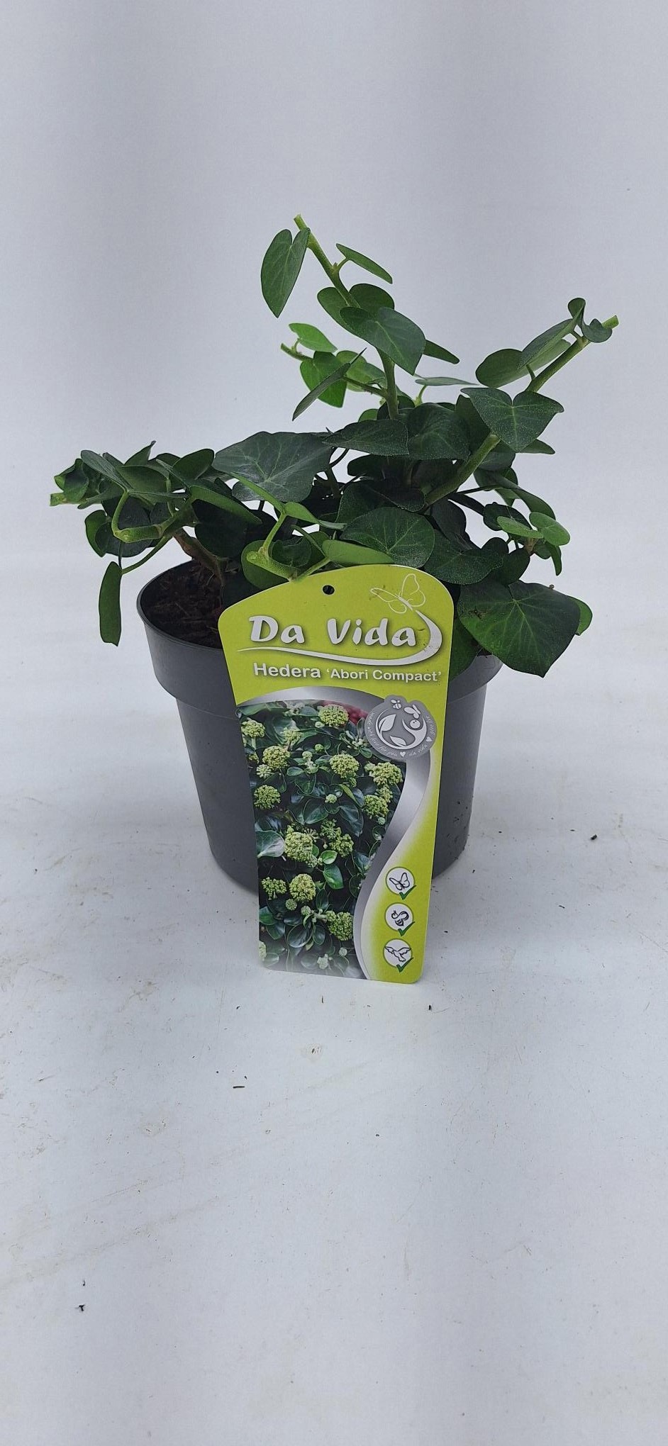 Hedera Arbori Compact, D 19