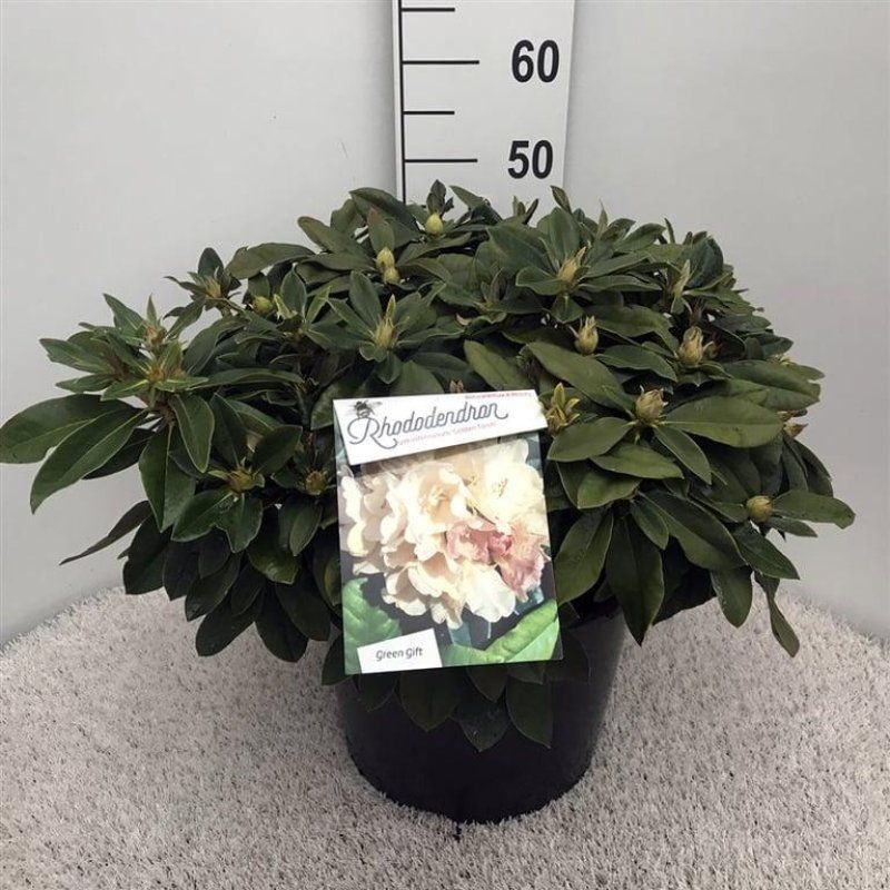 Rhododendron (Y) 'Golden Torch', D 38