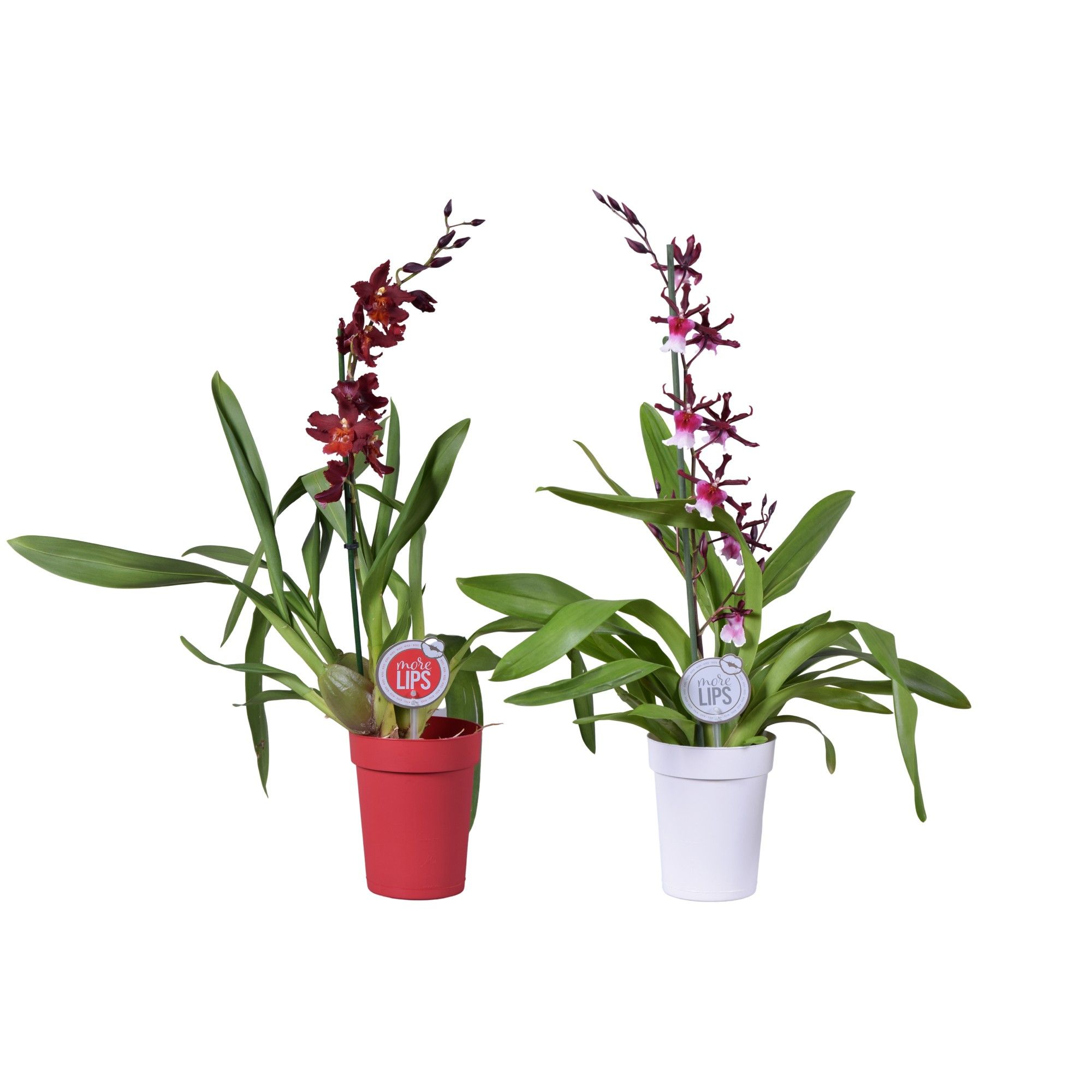 MoreLIPS® Christmas Mix 1 tak in rode en witte pot, D 12