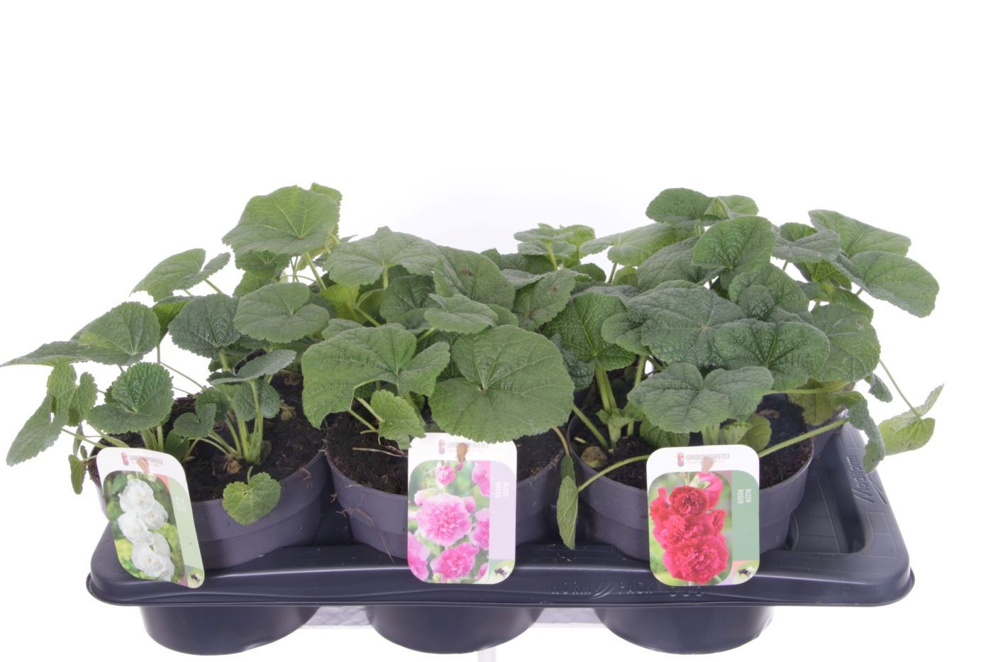 Alcea rosea Chart. Double Mix, D 17