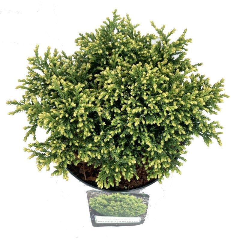 Chamaecyparis p. 'Sp. Cannonball', D 18