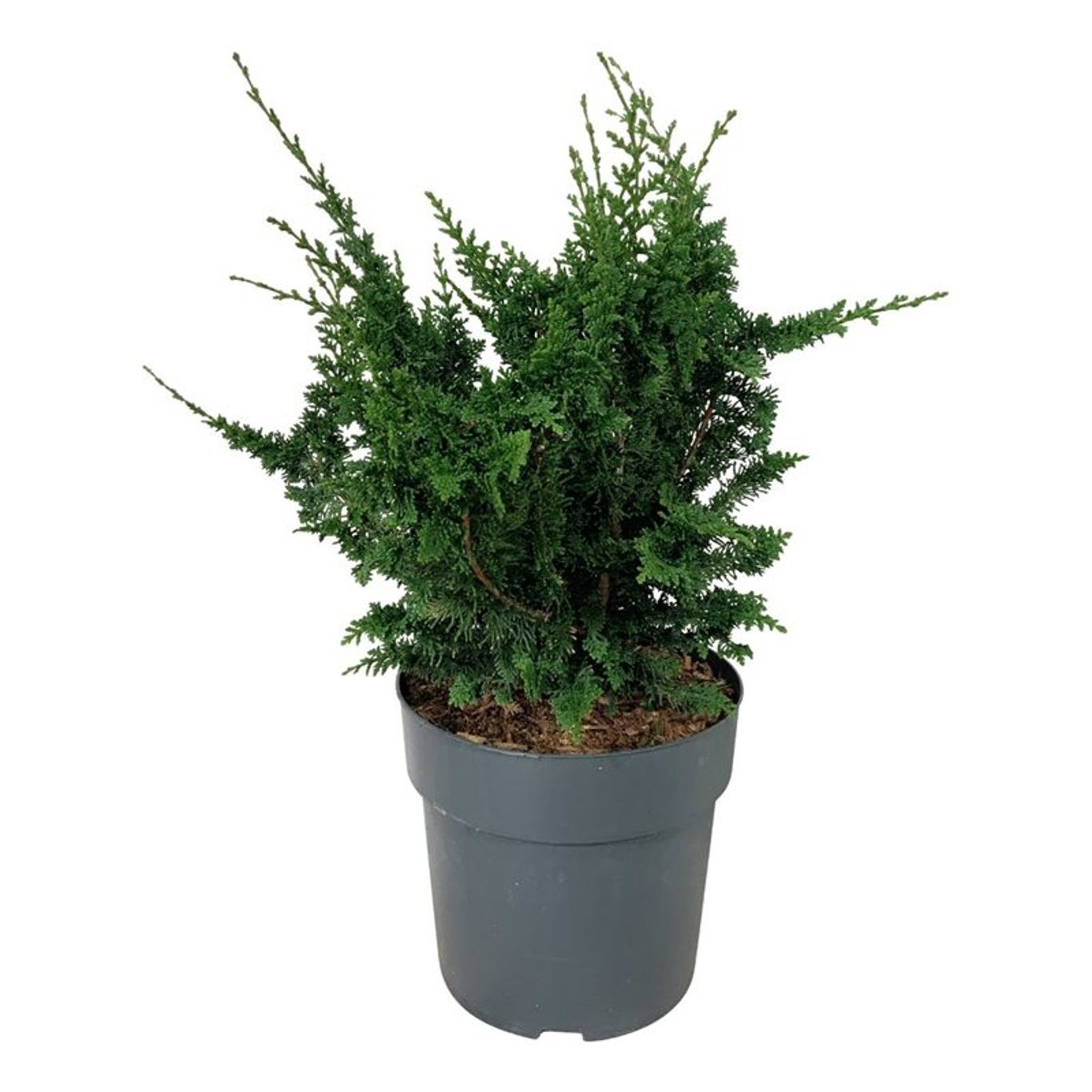 Chamaecyparis o. 'Teddy Bear', D 24