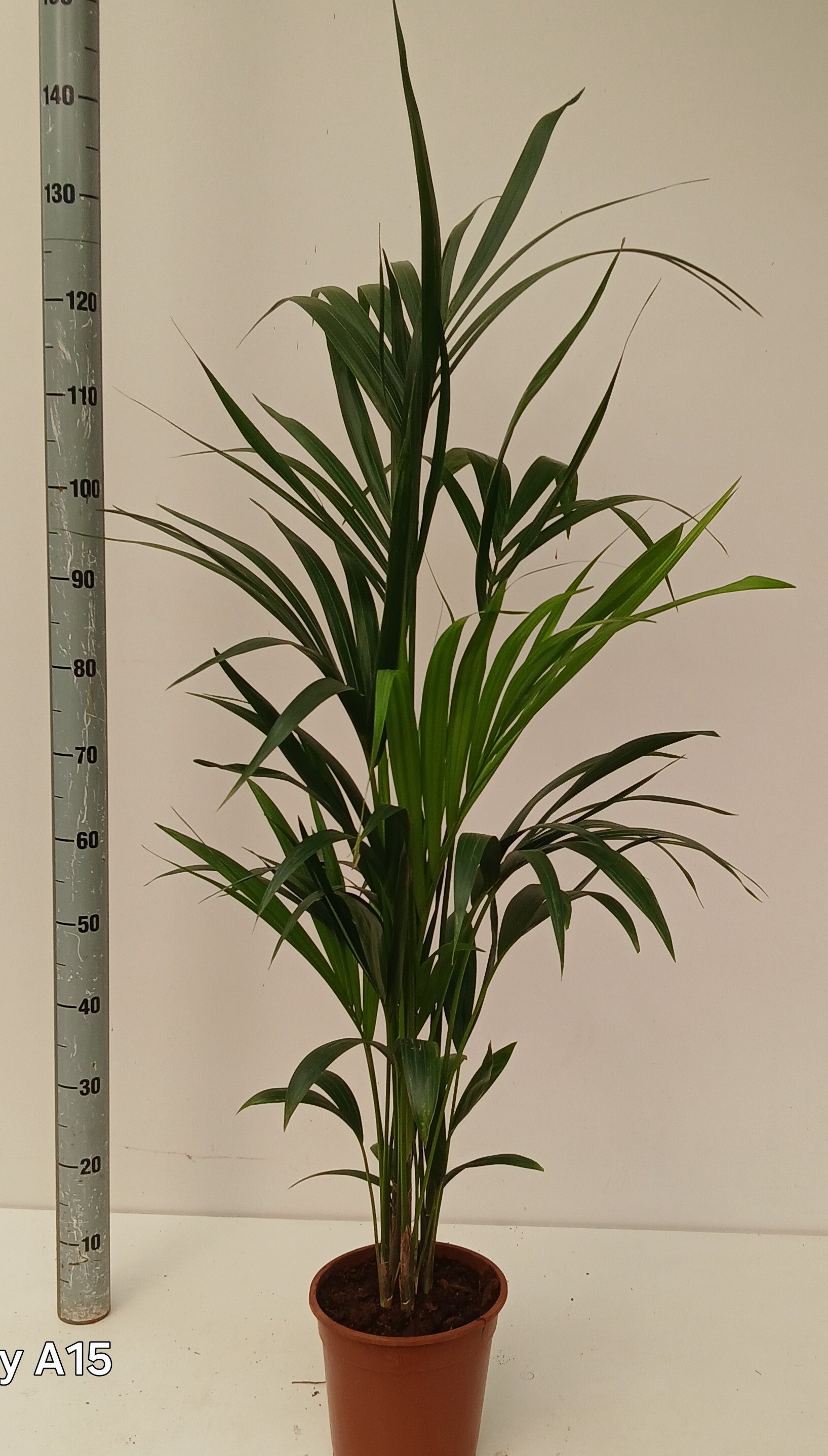 howea BUDGED LIJN, D 21