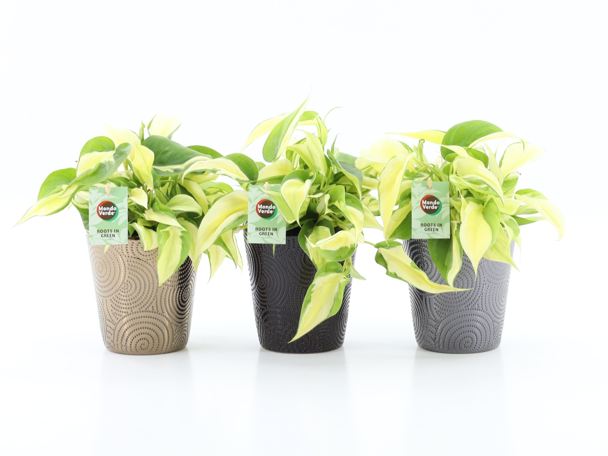 Philodendron scandens Rio in Infinity keramiek, D 13