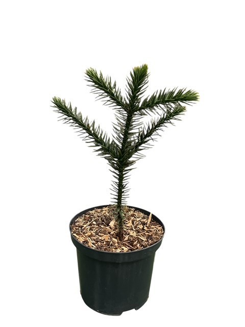 Araucaria araucana, D 18