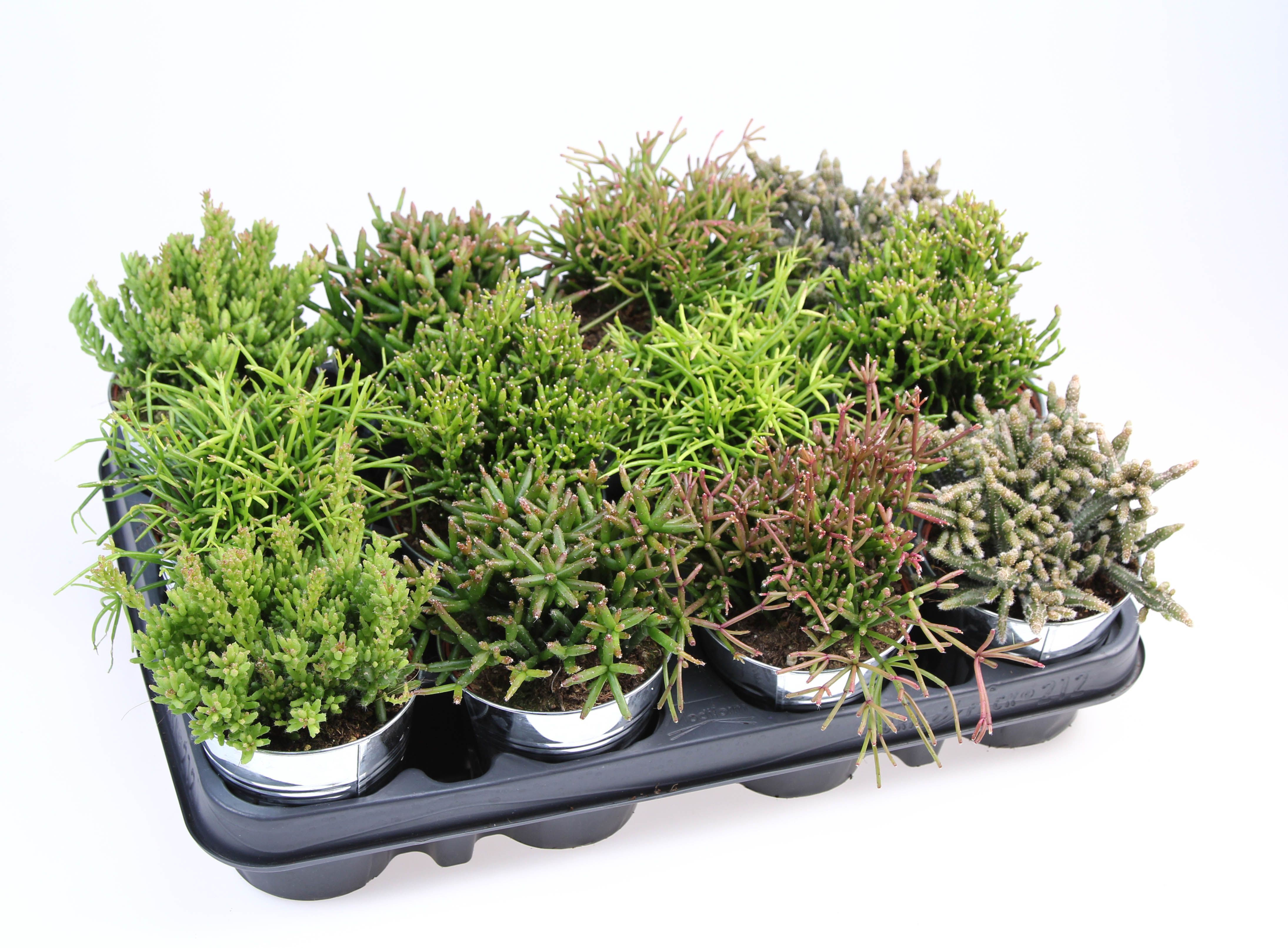 Rhipsalis mix in Zinkpot, D 8,5