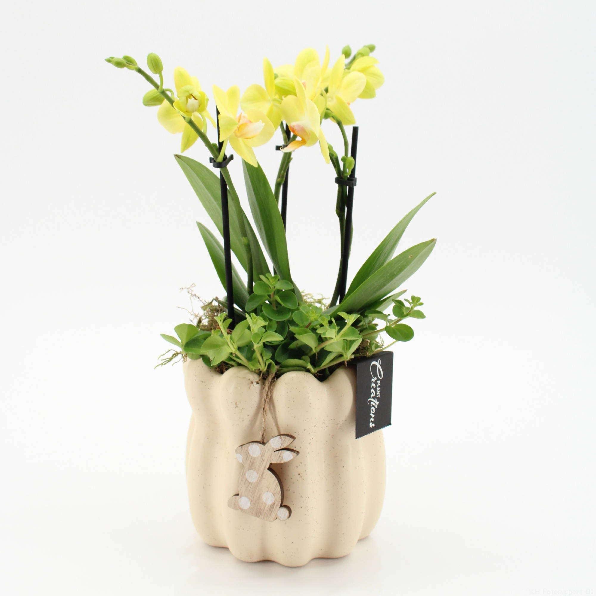 PHALPS-2601G Easter Phalaenopsis, D 14