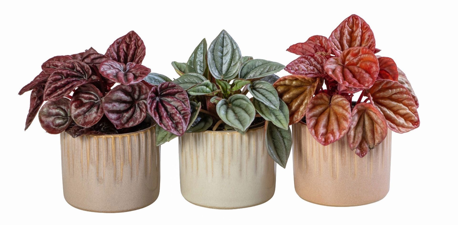 L 66023 With Peperomia Caperata Mix 6 cm, D 6