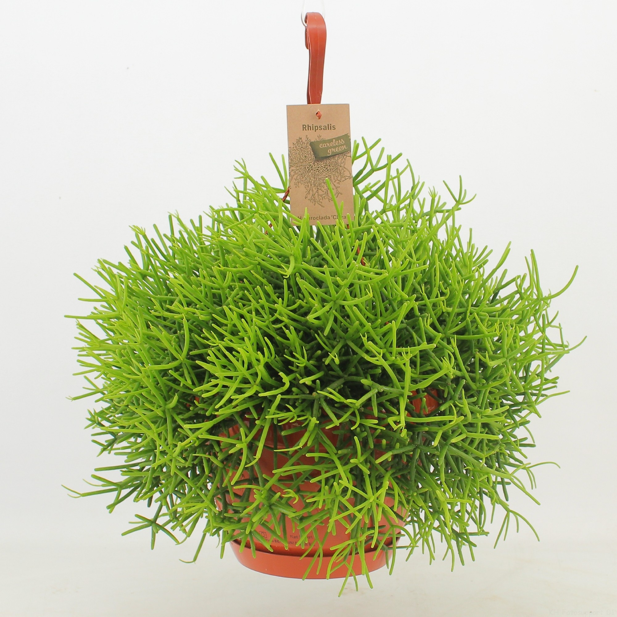 Rhipsalis Heteroclada ‘Clara’, D 21