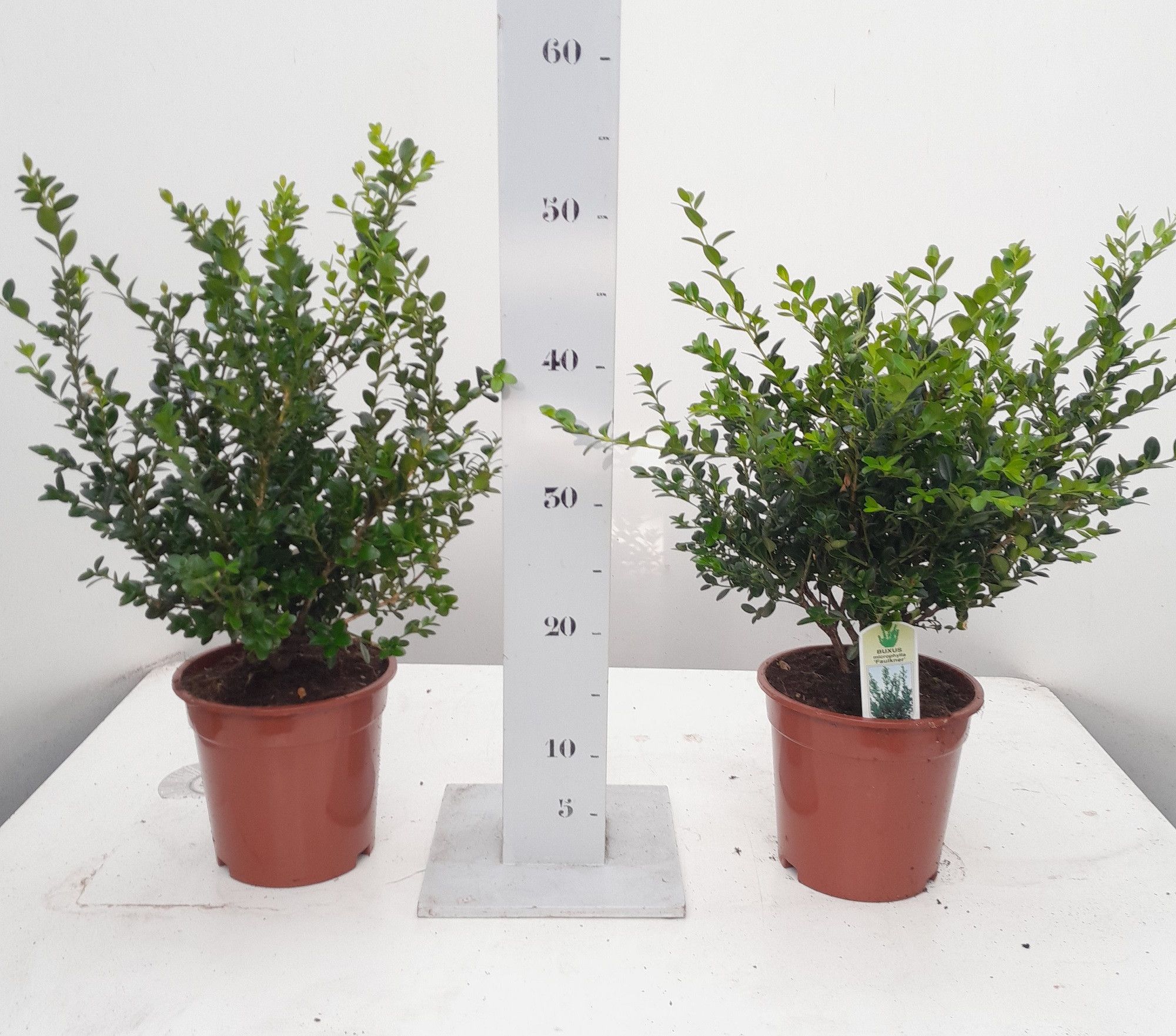 Buxus microphylla 'Faulkner' 25-30cm struik p17, D 17