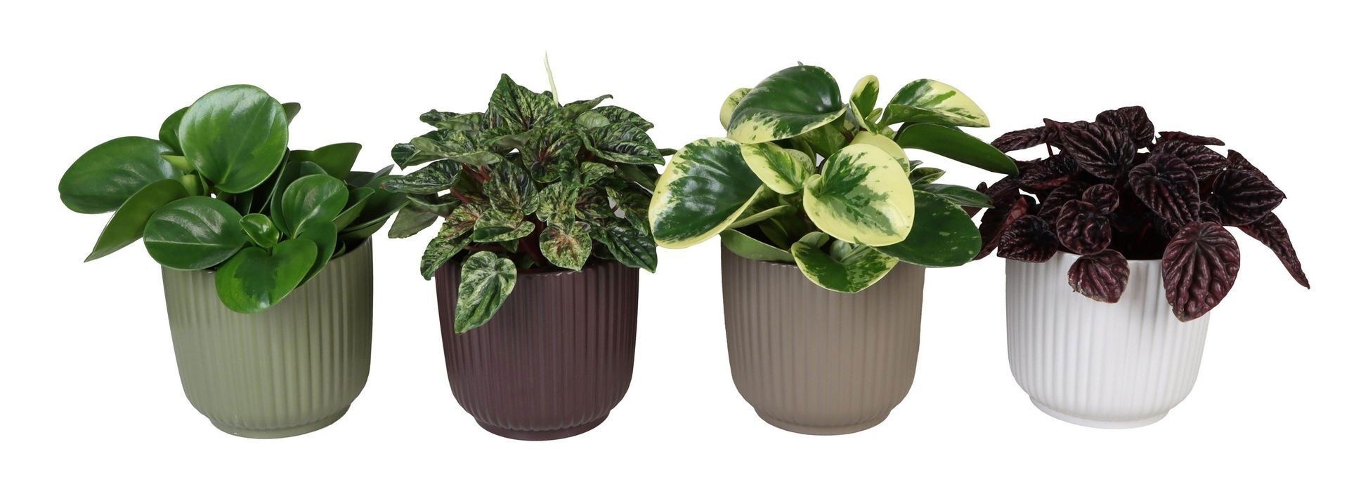 L 67325 with Peperomia Mix 12 cm, D 12