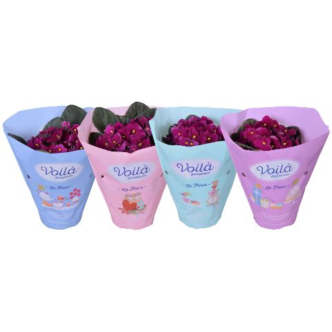 Saintpaulia Rood voila ''la Fleur''x8, D 12