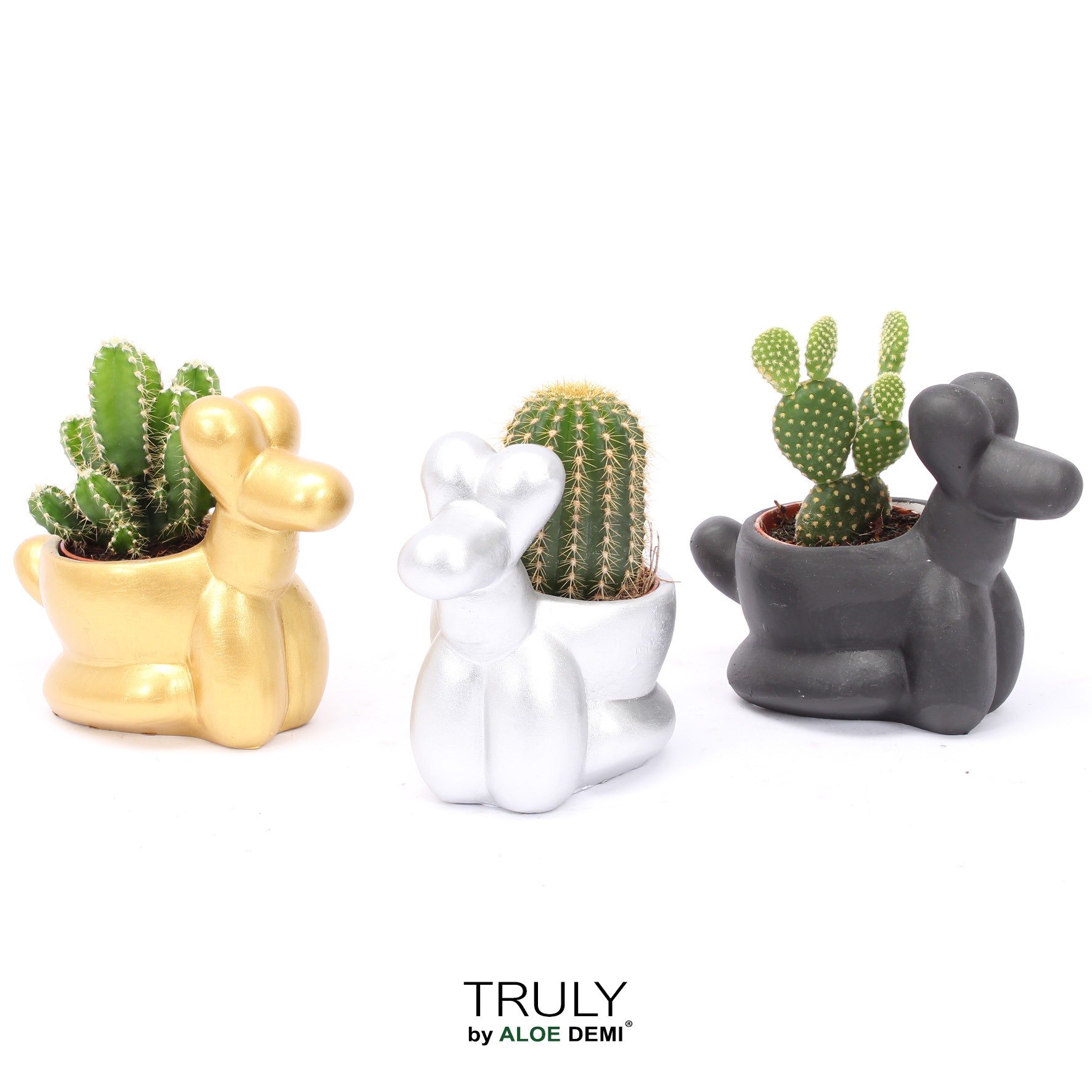 TRULY Cactus, Balloon dog, D 13