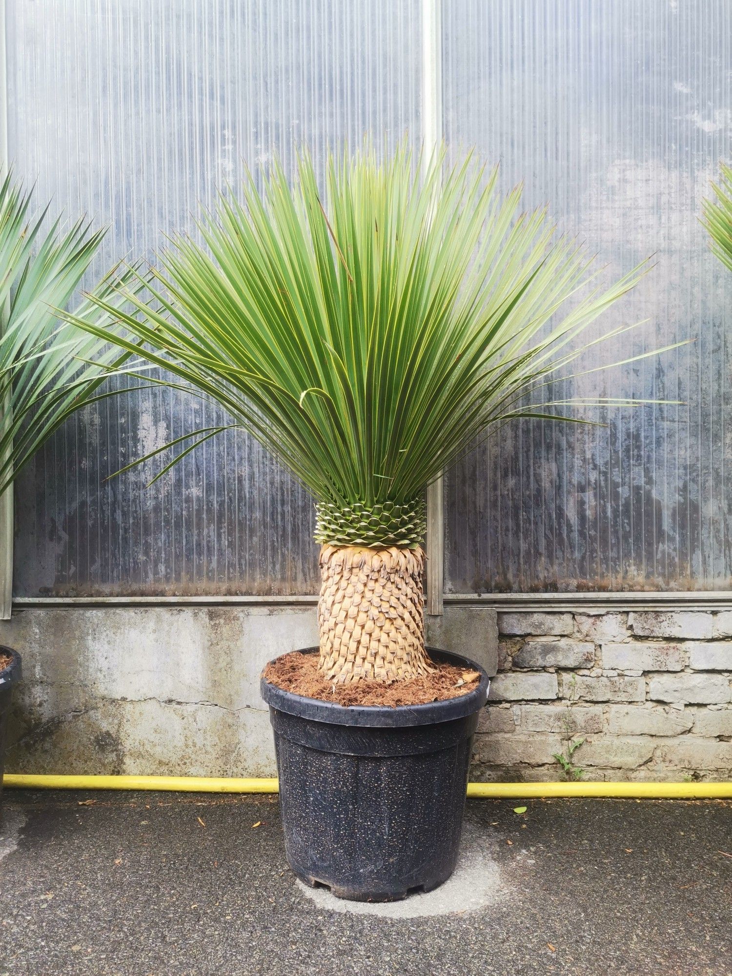 yucca rostrata, D 42