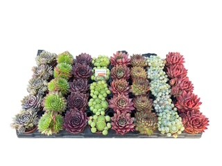 Sempervivum mix in tray, D 6