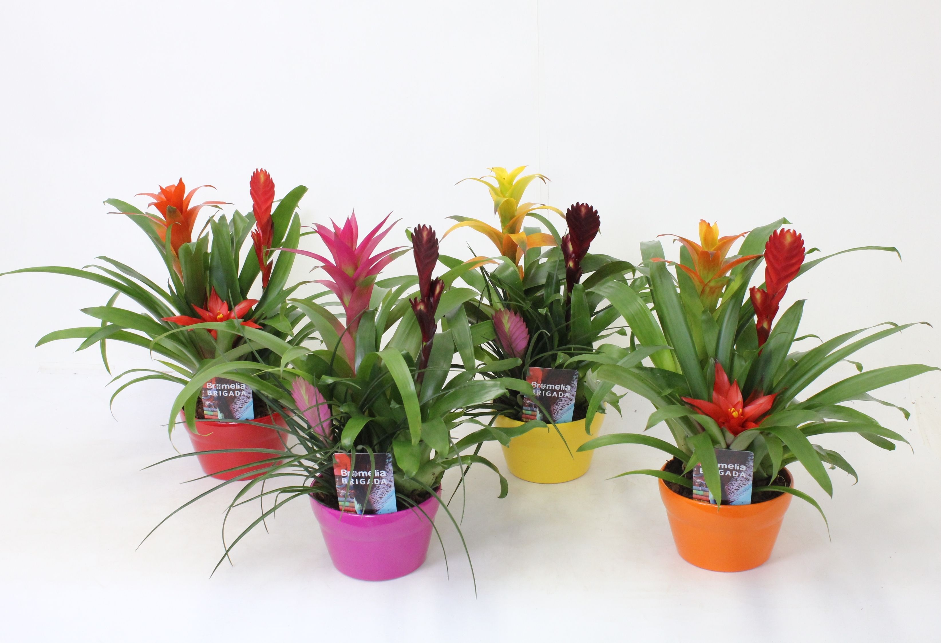 Bromelia Elle Schaal 16, D 17