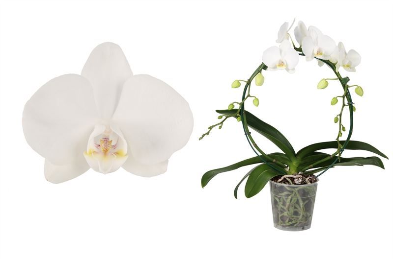 Phal bow Tropic Snowball 2T14+, D 12