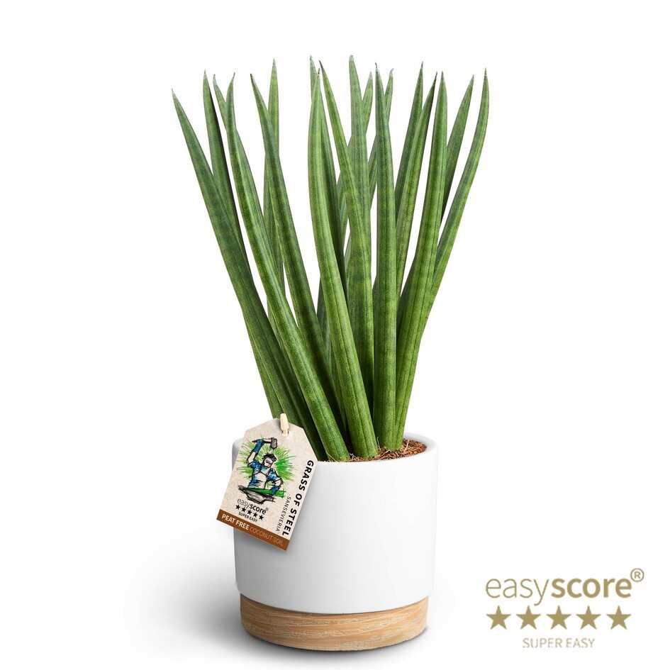 Woodbase White, Sansevieria ´Spaghetti´, D 12