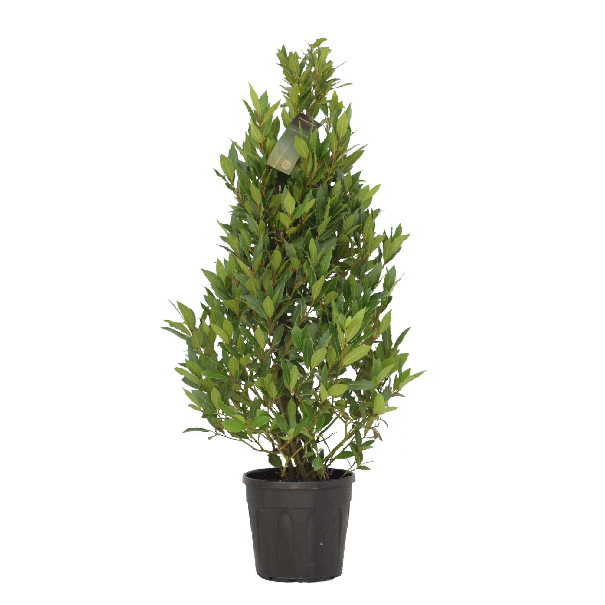 Laurus nobilis Piramide, D 25