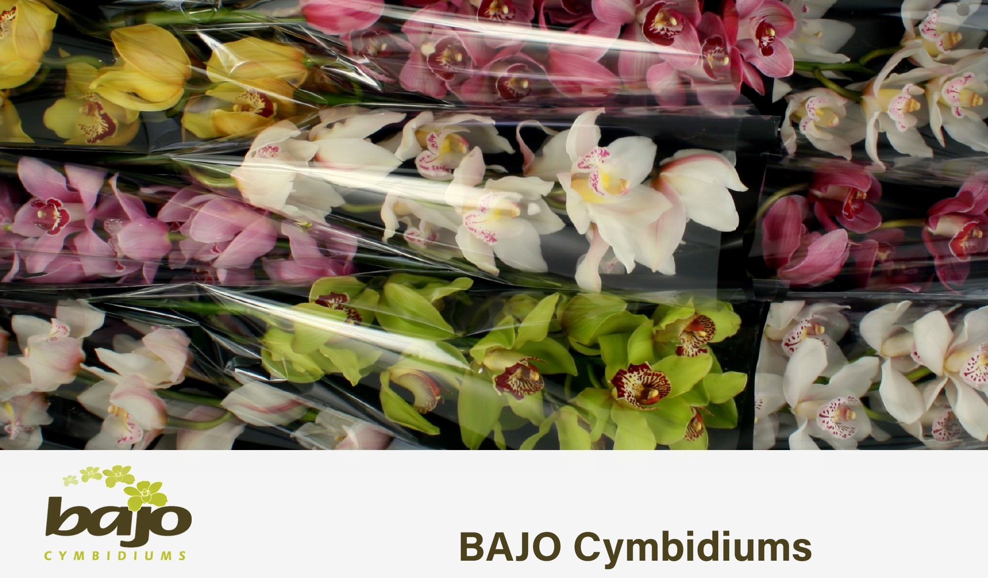 Цимбидиум Микс x9 60, шт.