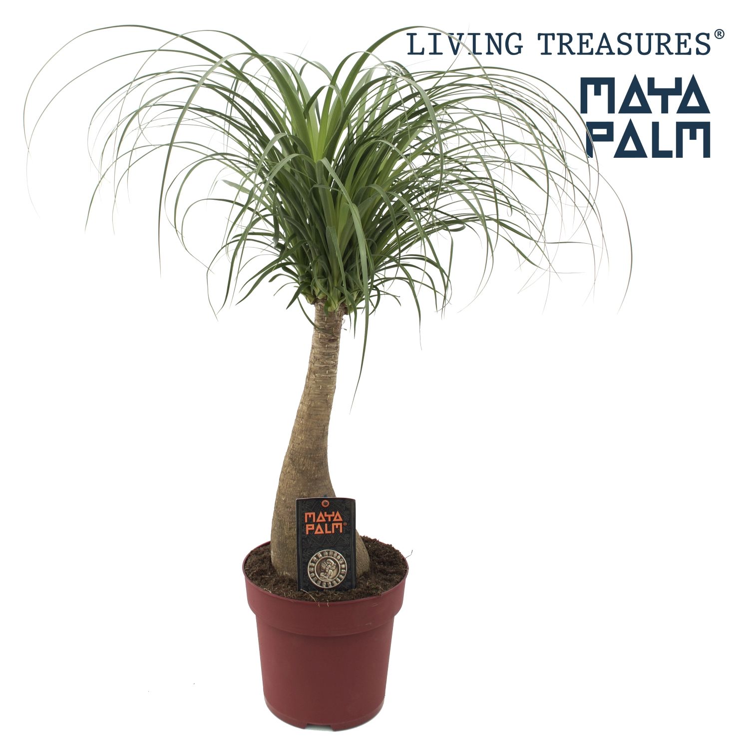 Beaucarnea "Maya Palm" stam P23, D 23