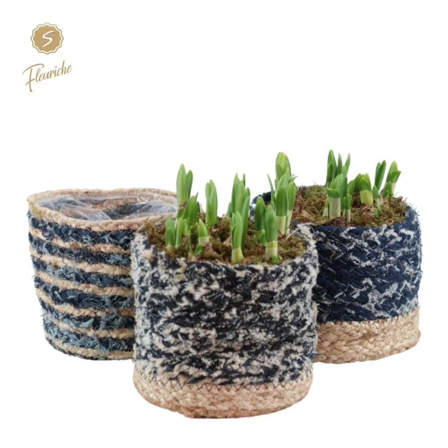 (5701) Narcissus Blue Jeans [L] 5PP Mos, D 17