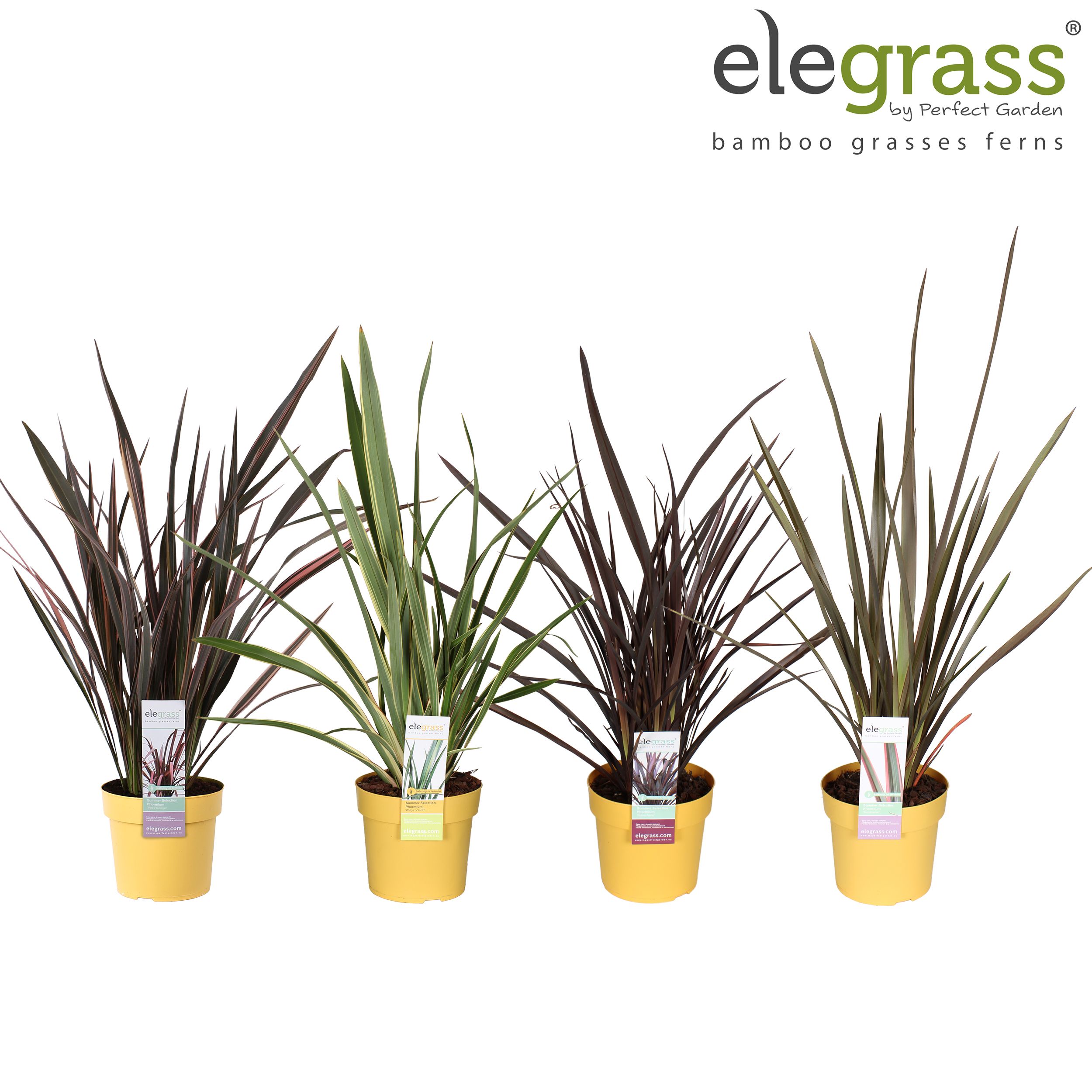 Phormium mix laag P19, D 19
