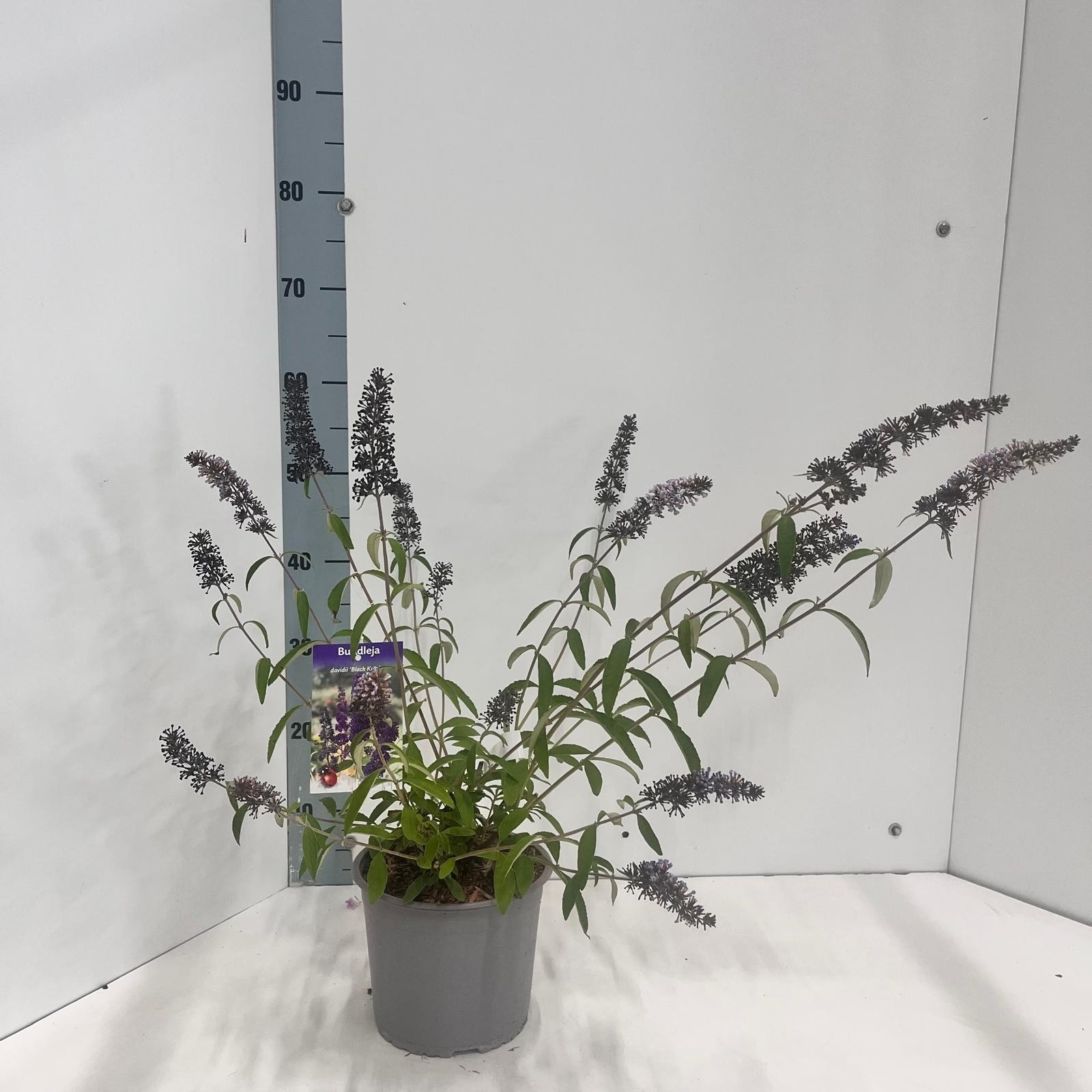 Buddleja dav. 'Black Knight', D 19