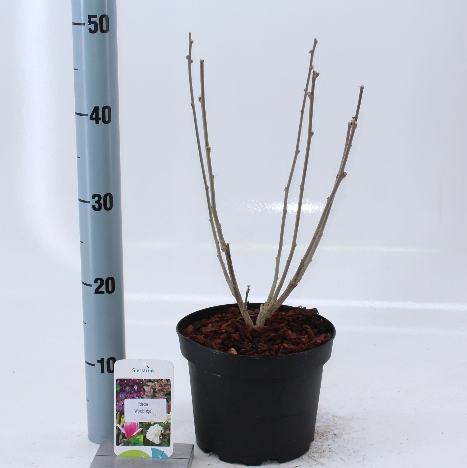 Hibiscus syr. 'Woodbridge', D 19