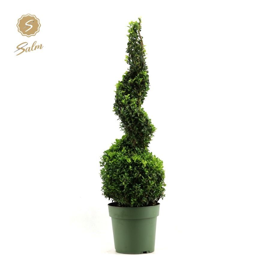 Buxus semp. Spiral 70cm, D 23