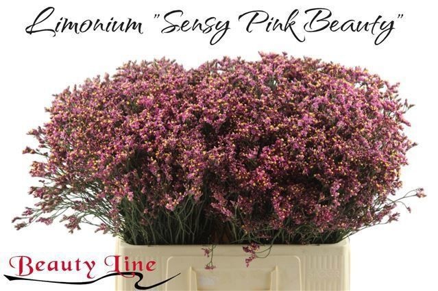 Лимониум Сенси Пинк Бьюти 50, шт.