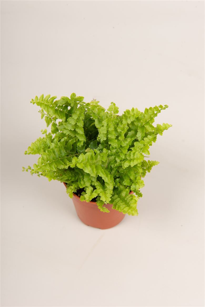 Nephrolepis ex. 'Green Fantasy', D 5,5