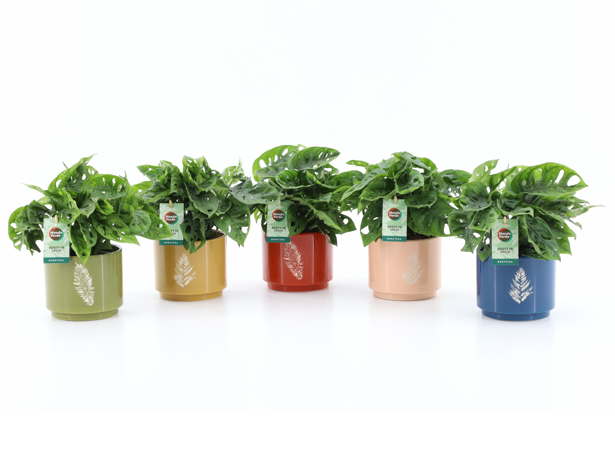 Monstera Adansonii in Artistique Keramiek, D 13