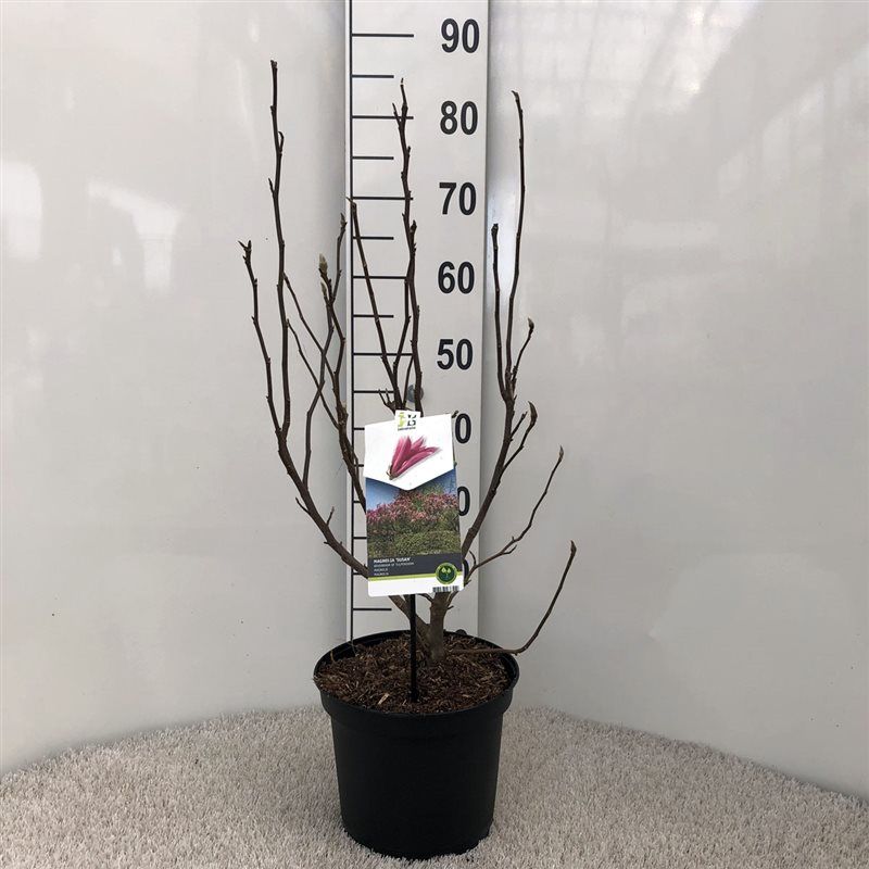 Magnolia 'Susan' (dark red) - 23 cm, D 23