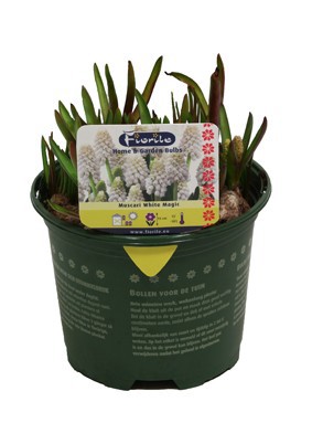 Muscari Casablanca (wit), D 13