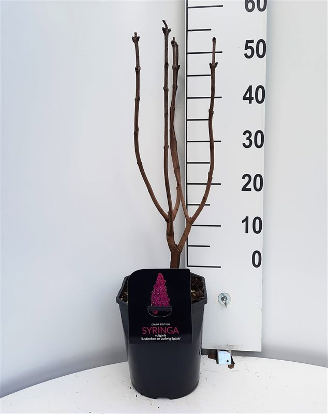 Syringa vulgaris An. an Ludwig Spath, D 21