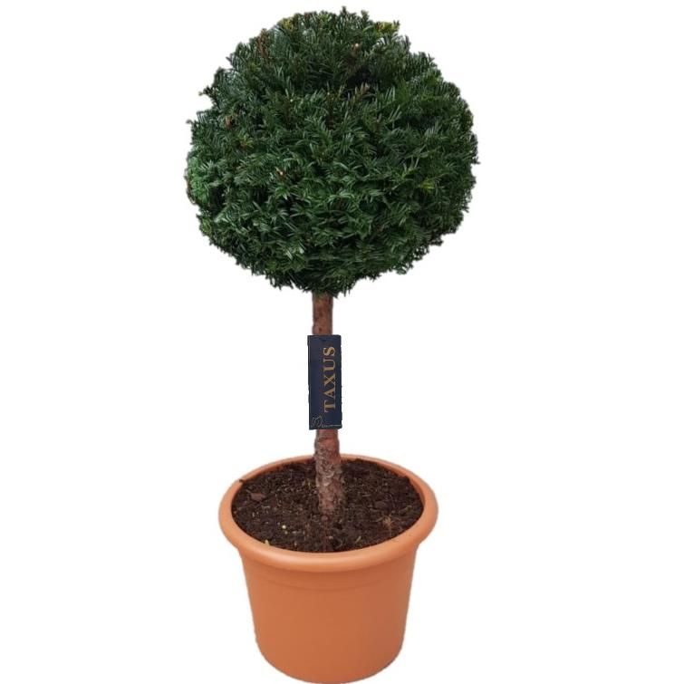 Taxus baccata Bol p28 (th) stam 50 Ø30-+ ©, D 30