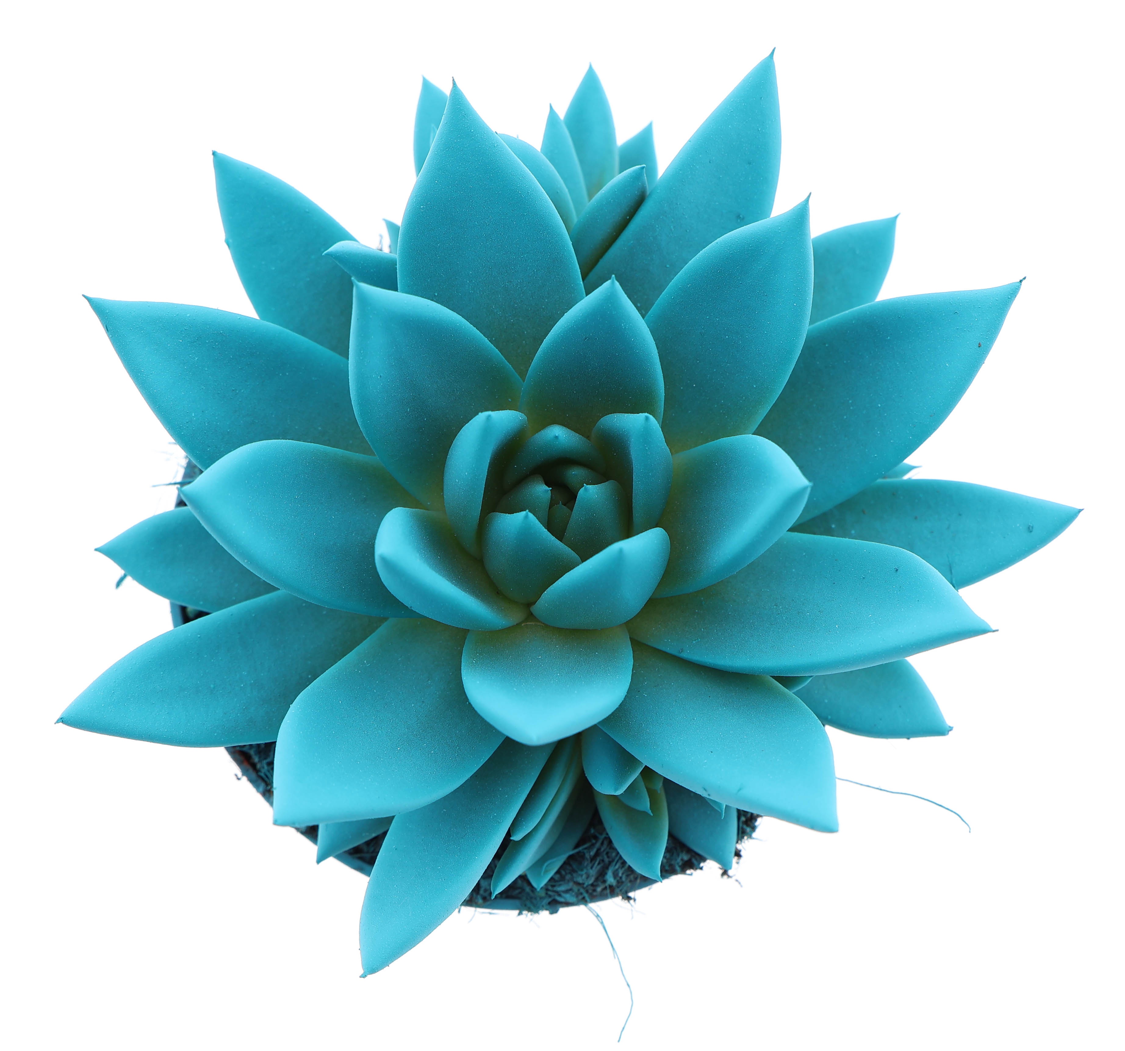 Rainbow mint, D 10,5