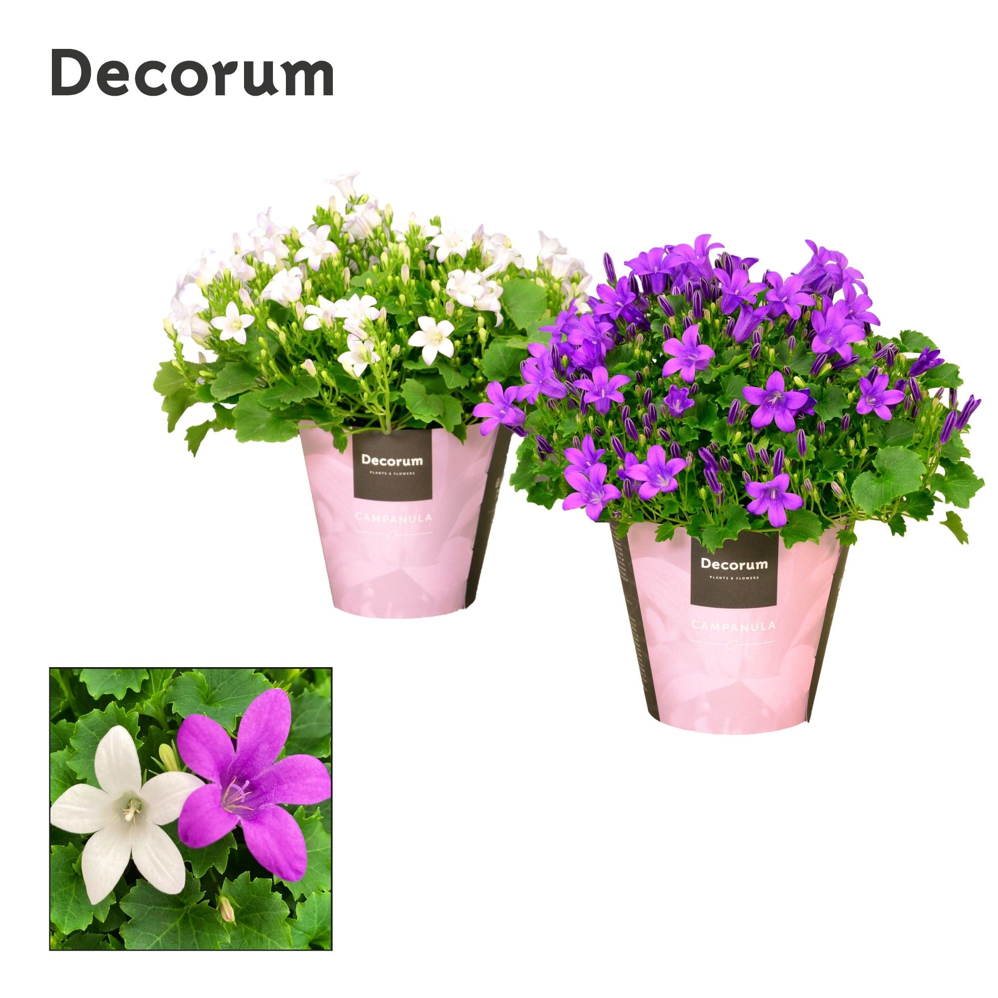 Campanula Porto Mix paars wit, D 11