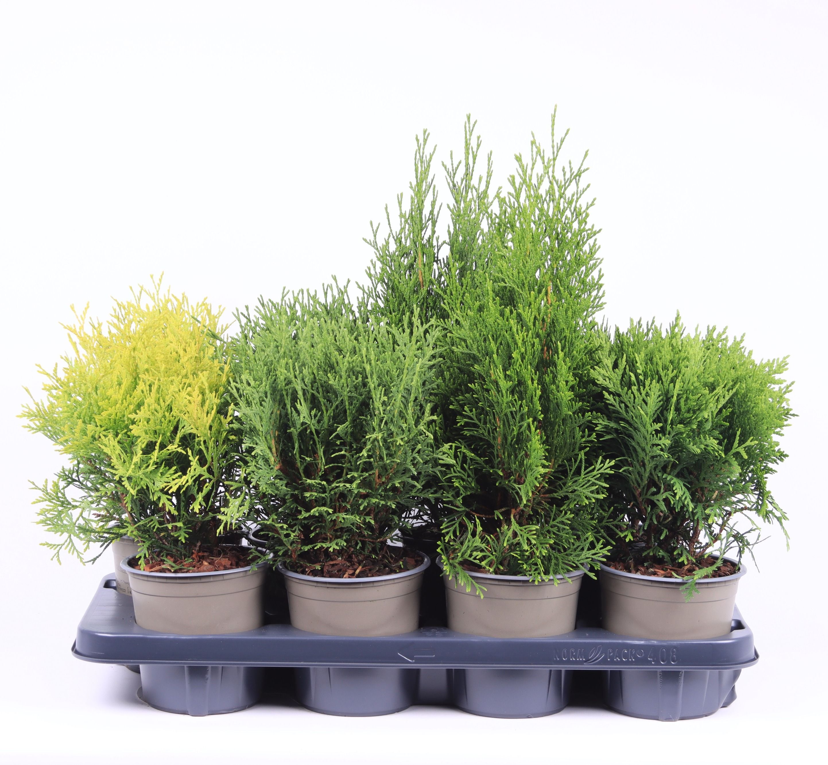 Thuja gemengde bak, D 13