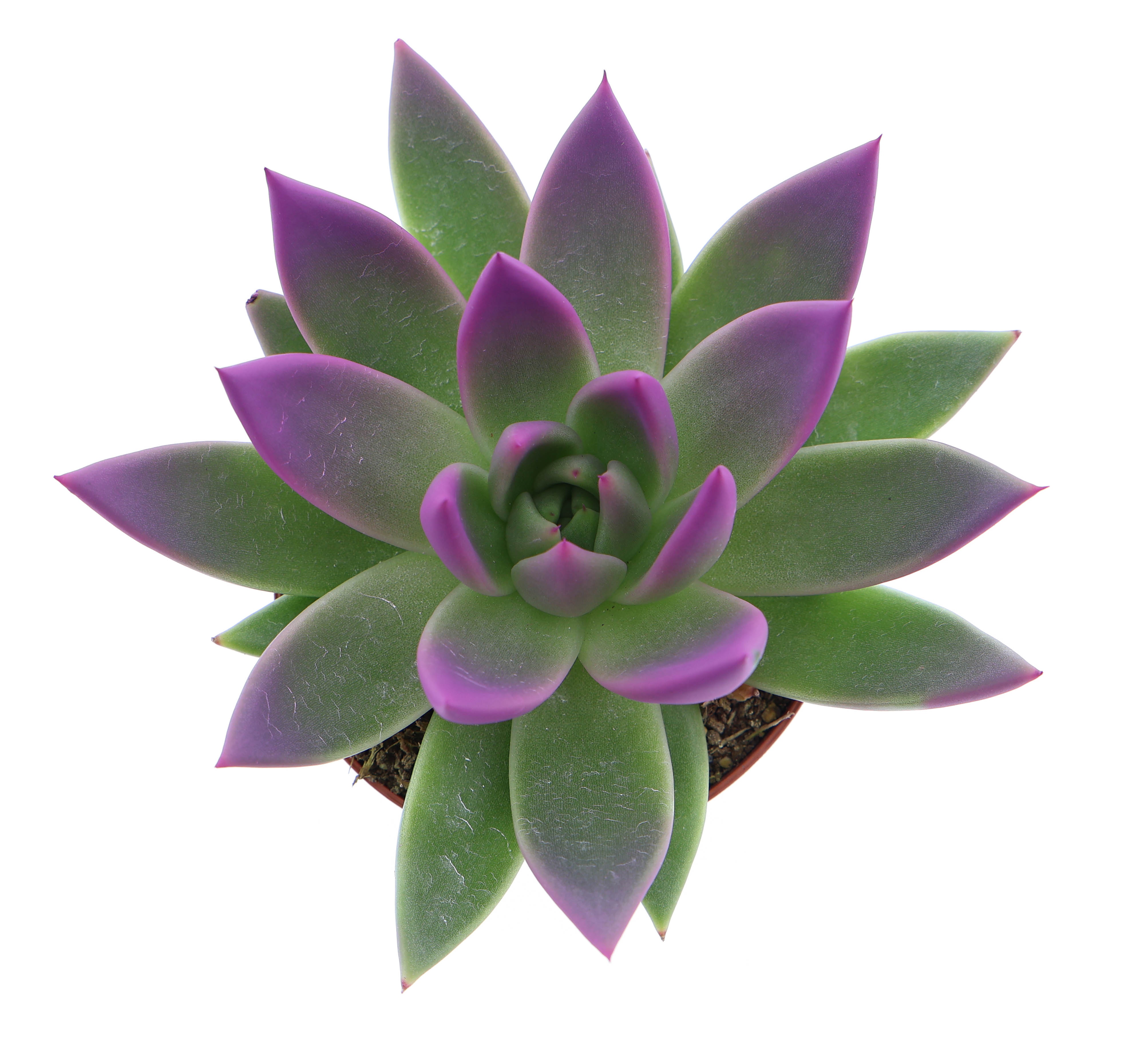 Miranda tips fuchsia, D 8,5